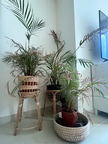 Set of Wicker Plant Stands with Potted Plants (3 pieces)