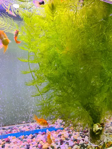 Aquarium plants