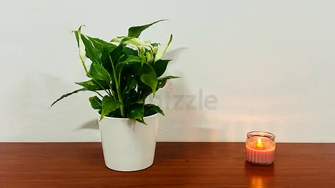 Small potted indoor plant with white ceramic pot
