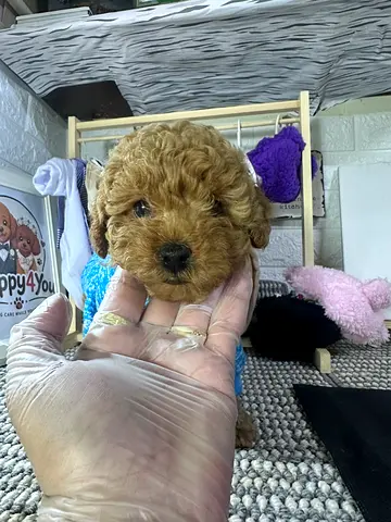 Toy poodle / small curly-haired puppy — healthy, playful