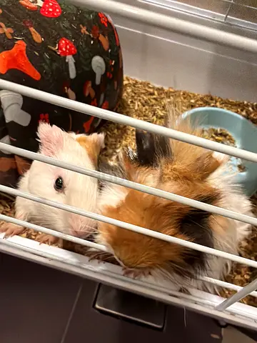 Male and female Guinea pigs 1 month old