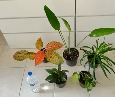 Take all 5 easy to take care  indoor plants 80 dhs only     Collect at Discovery gardens  Street 11