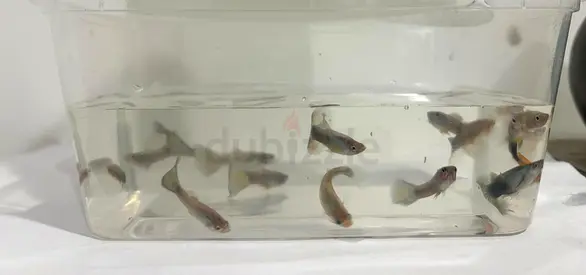 Guppies | Healthy Home-Bred Fish