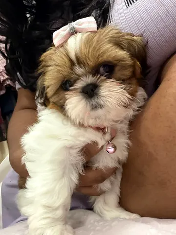 Pets available for new home, to be your friends and make ur life happy.