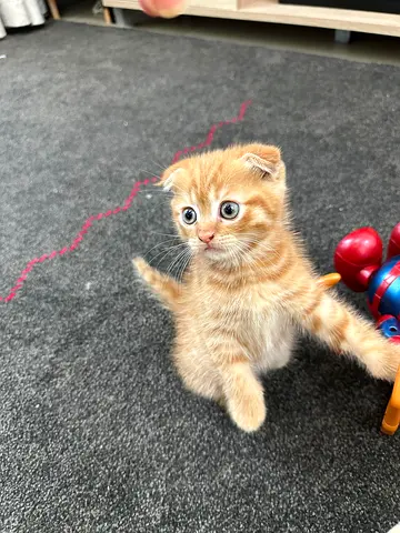 Scottish fold kitties