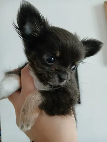 Teacup chihuahua longhair puppy
