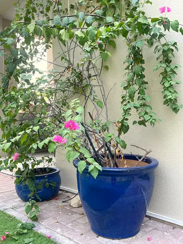 Blue Ceramic Pots
