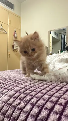 Adorable ginger kitten