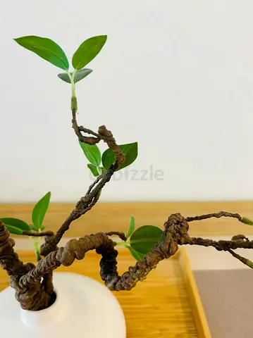 Indoor Bonsai-style Potted Vine with artificial decorative plants
