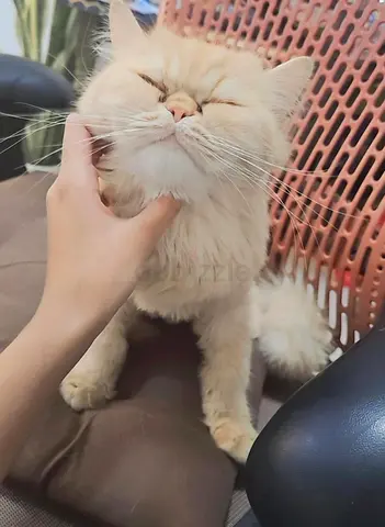 Cat for free