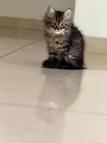 Kitten for adoption