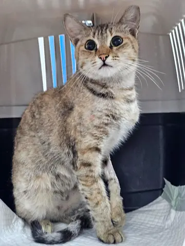 NALA needs a caring home - foster or forever home