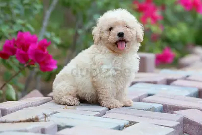 Lovely Maltipo puppies — 8 weeks, playful and healthy