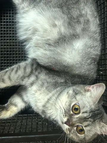 Pure bred CS25 Munchkin 6 months
