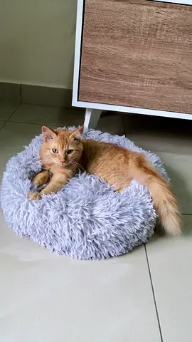 Cat for adoption