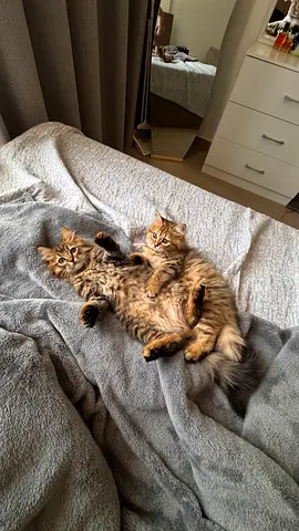 Cats for adoption
