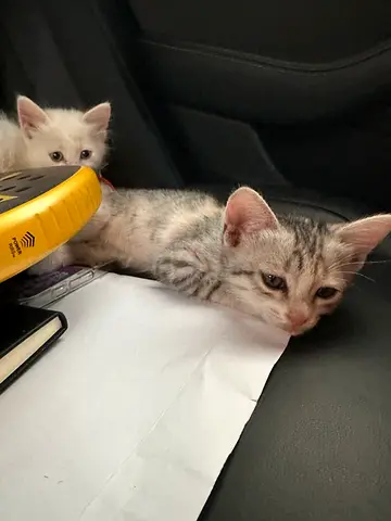 Cat for adoption