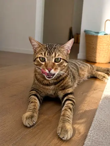 Male cat looking for a new home