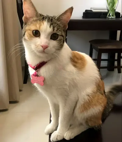 Cat for Adoption – Looking for a Loving Home