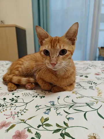 Ginger female cat for adoption