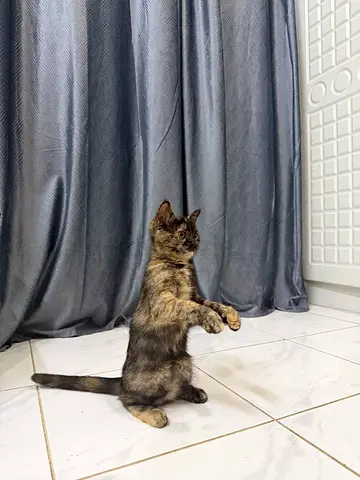 Cat for adoption free