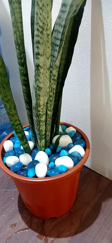 Plants