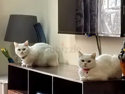 Two white adult cats - bonded pair ready for adoption