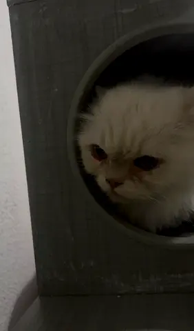 Exotic Longhair Persian Male 10 month old