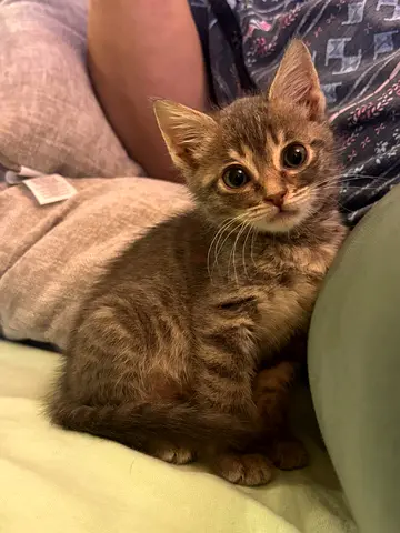 Biscuit 2 months old female