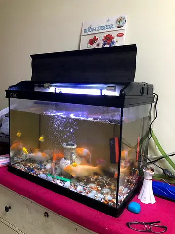 Complete 60-80L Aquarium Kit with Fish and LED Light (Ready to Set Up)