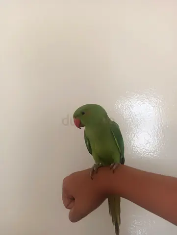 Male Indian Ringneck Parrot