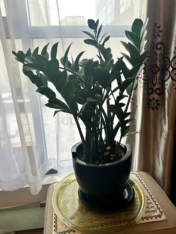 Zz Plant