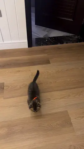 Cat for adoption