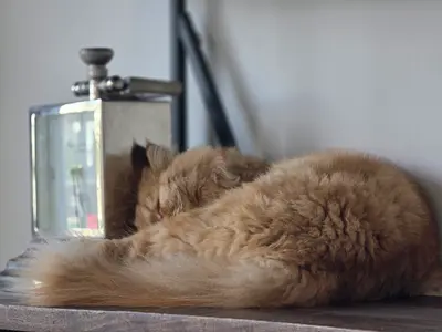 Persian Cat Male. House trained