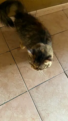 Persian cat