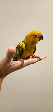 Friendly Sun Conure
