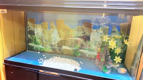 Large Glass Aquarium Tank with Decorative Background and Accessories