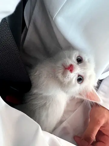 Cat for free adoption