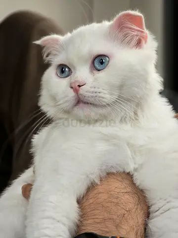 Cat for adoption