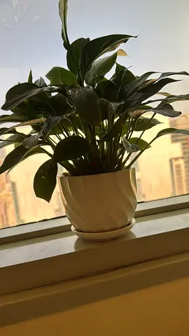 Plant