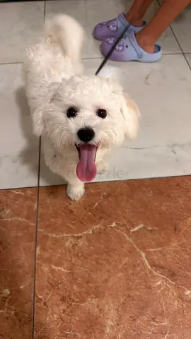 White male maltipoo 6 months fully vaccinated for adoption