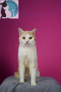 Lovely MISO