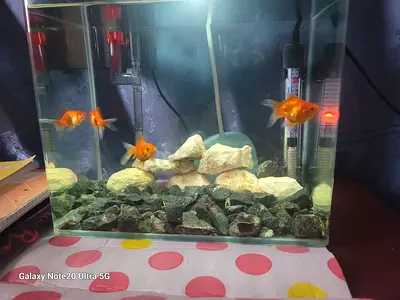 3 goldfish