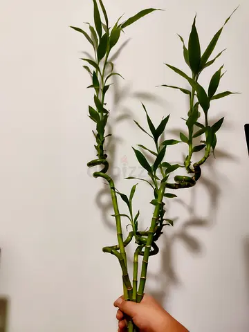 Lucky Bamboo Plant - 3 Stalks, Healthy Indoor Greenery