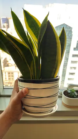 Plant