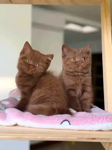 British shorthair kitten
