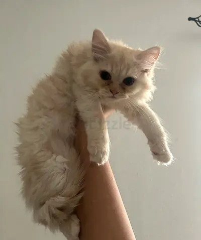 Pure persian Kitten 45 days old