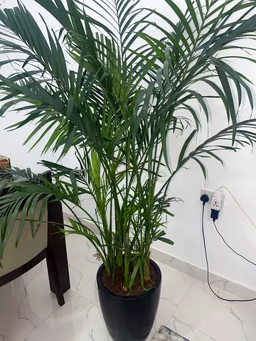 Tall Indoor Palm Plant in Black Pot - Good Condition