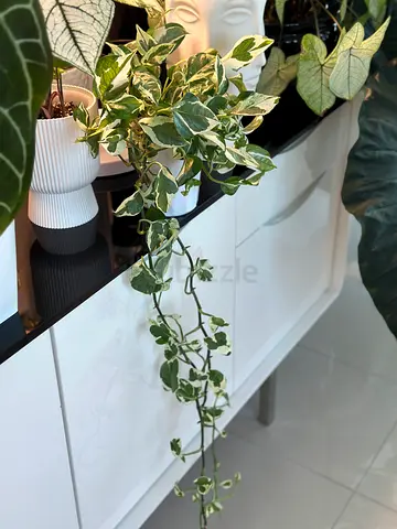Variegated trailing pothos (healthy indoor houseplant)
