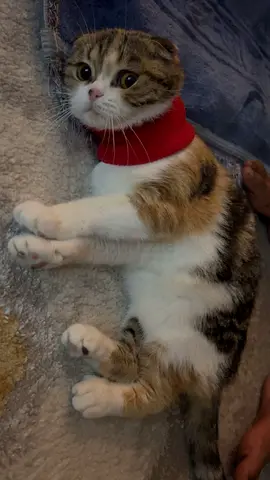 Friendly young Scottish Fold cat — looking for a new home